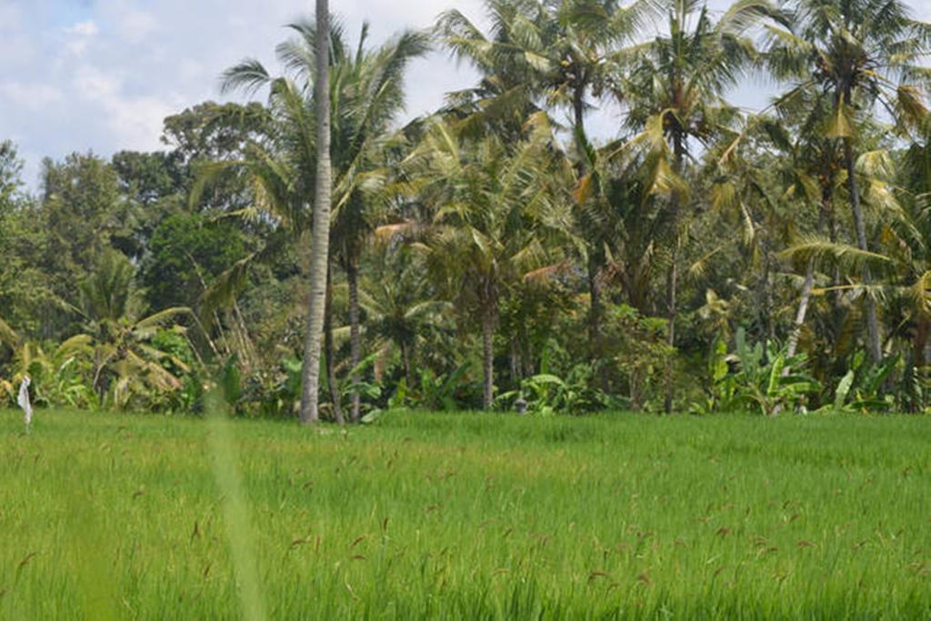 Villa Nyoman Ubud Bagian luar foto